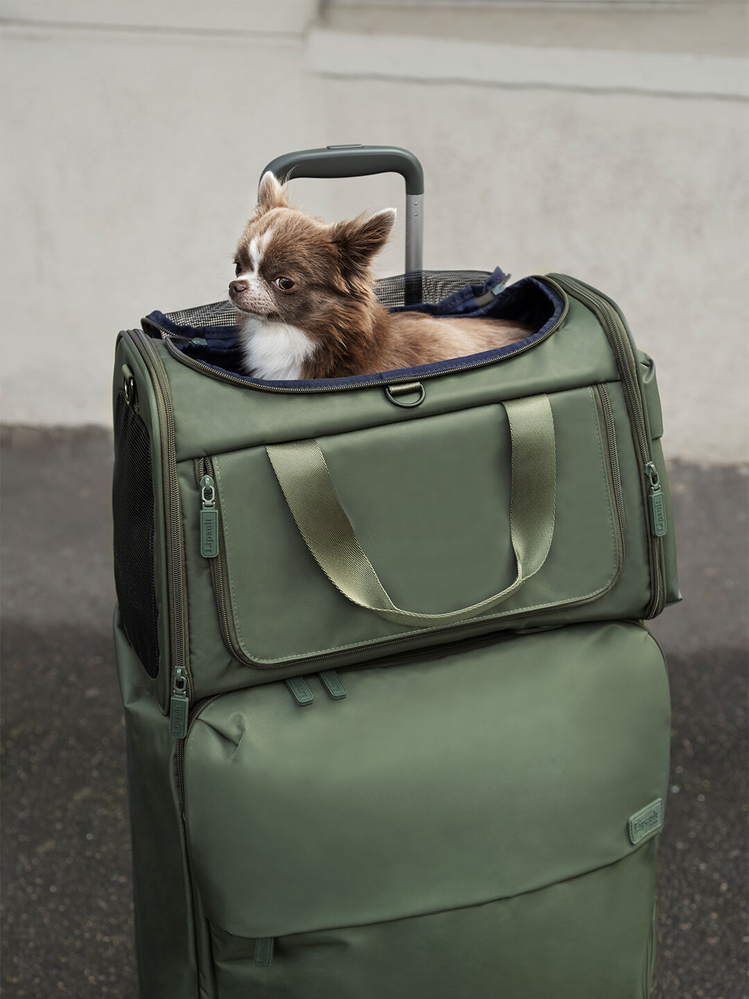 PET CARRIER